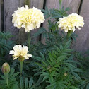 Man-in-the-Moon Marigolds