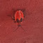 Unknown spotting