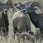 Bighorn Sheep