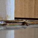 Skink