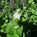 Garlic Mustard; Mustard family.