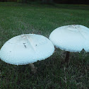 Macrolepiota dolichaula.