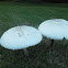 Macrolepiota dolichaula.