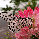 Common Tree Nymph