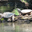 Snapping Turtles