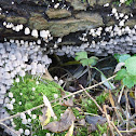 Unnamed spotting
