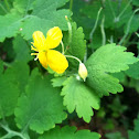 Greater Celandine
