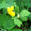 Greater Celandine
