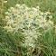 Field Eryngo