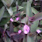 Wandering Jew