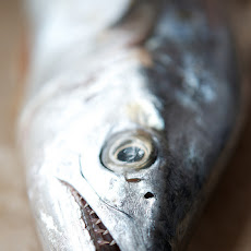 Mackerel with Fennel and Onion Sofrito