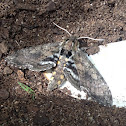 Tobacco Hornworm