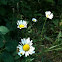 Ox-eye Daisy