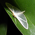 Four-spotted Palpita Moth