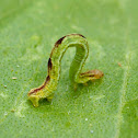 Inchworm