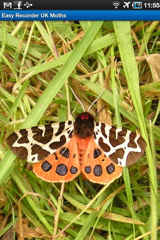 Easy Recorder UK Moths
