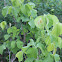 Poison Ivy