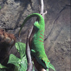 Giant Day Gecko