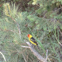 Western Tanager