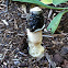 Stinkhorn