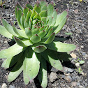Common Houseleek