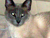 Se Perdio Mi Gatita Siamesa