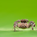 Demon Spider