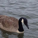 Canada Goose