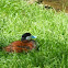 Ruddy duck