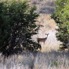 White-tailed deer