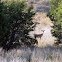 White-tailed deer