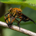 Robberfly