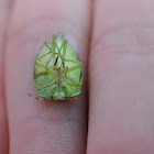 Green Stink Bug