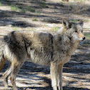 Coyote