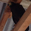 Golden Eagle