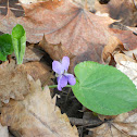 Violet