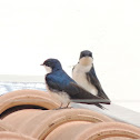 Blue-and-White Swallow