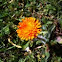 Hawkweed