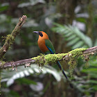 Rufous Motmot