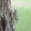 Wheel Bug
