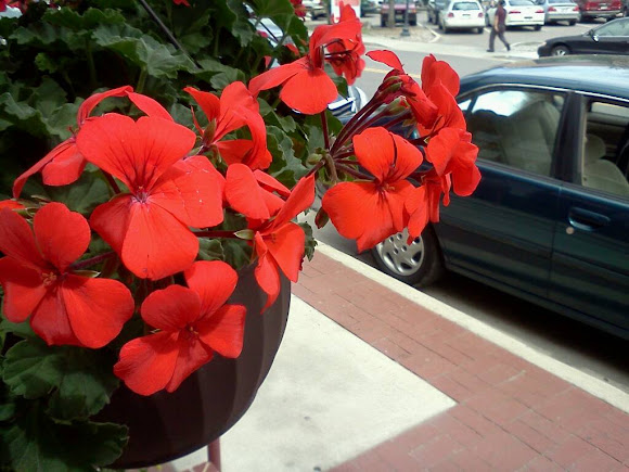 Spotting Image 1