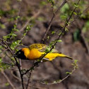 Papyrus Flycatcher-warbler