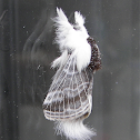 Large Tolype