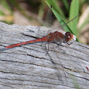 Wandering Percher
