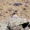 Red Tailed Hawk (Juvenile)