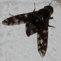 Tiger Bee Fly