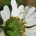 Flower Crab Spider