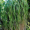Ponytail Palm