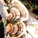 Turkey Tail Mushroom