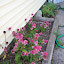 Pink Double Delight Coneflower